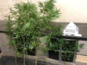 maconha apreendida em santa cruz de minas