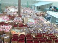 DIAS DAS MÃES PODE SER “LUZ NO FIM DO TÚNEL” PARA PRODUTORES DE ROSAS DA REGIÃO flores