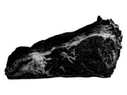 COLUNA AGRIDOCE: A CARNE MAIS BARATA DO MERCADO AINDA É A CARNE NEGRA