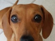 BARBACENA INICIA VACINAÇÃO ANTIRRÁBICA NA ZONA RURAL