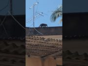 QUATI VISITA RESIDÊNCIA NO BAIRRO BOA MORTE, EM BARBACENA