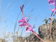 CLICKS DO DIA: JÁ É PRIMAVERA NA SERRA DE SÃO JOSÉ