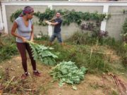 PERMACULTURA: GRUPO DE SJDR TROCA MUDAS, SEMENTES E TRABALHO