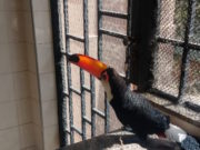 BOMBEIROS CAPTURAM JARARACA E TUCANO EM SÃO JOÃO DEL-REI