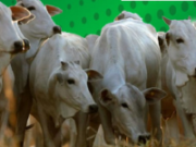 SINDICATO DE SÃO TIAGO REALIZA LEILÃO VIRTUAL