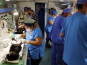 RITÁPOLIS ABRE INSCRIÇÕES PARA CASTRAÇÃO GRATUITA DE CÃES E GATOS