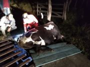BOMBEIROS RESGATAM VACA NA ZONA RURAL DE BARBACENA