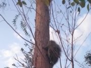 OURIÇO É RESGATADO PELOS BOMBEIROS EM DISTRITO